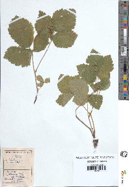 spécimen de Rubus saxatilis