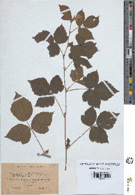 spécimen de Rubus ligerinus