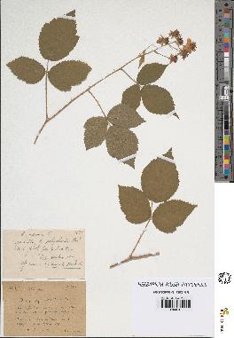 spécimen de Rubus caesius