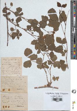 spécimen de Rubus ligerinus