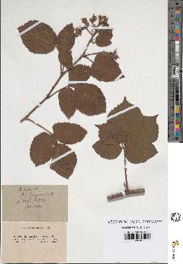 spécimen de Rubus hirtus