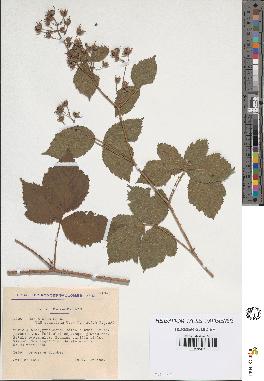 spécimen de Rubus hirtus