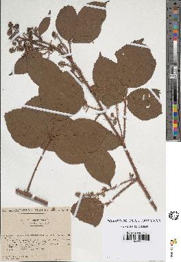 spécimen de Rubus hirtus