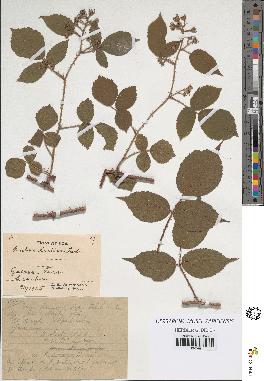 spécimen de Rubus hirtus