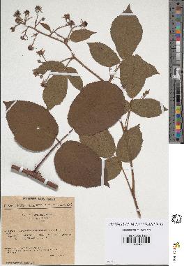 spécimen de Rubus hirtus