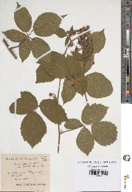 spécimen de Rubus hirtus