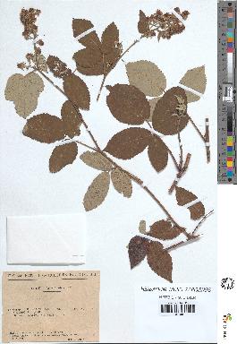 spécimen de Rubus × viduatus