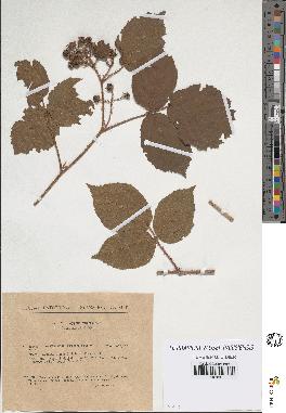 spécimen de Rubus hirtus