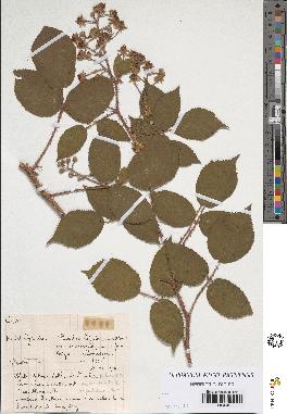 spécimen de Rubus hirtus