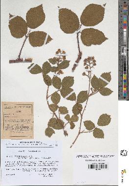 spécimen de Rubus hirtus