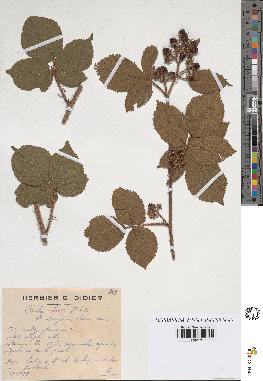 spécimen de Rubus hirtus