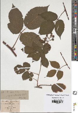 spécimen de Rubus hirtus