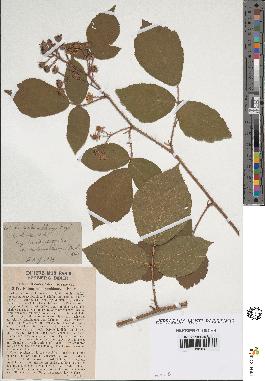 spécimen de Rubus hirtus