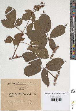 spécimen de Rubus hirtus