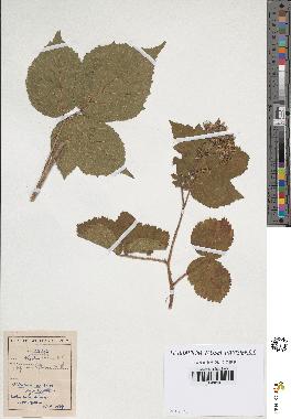 spécimen de Rubus hirtus