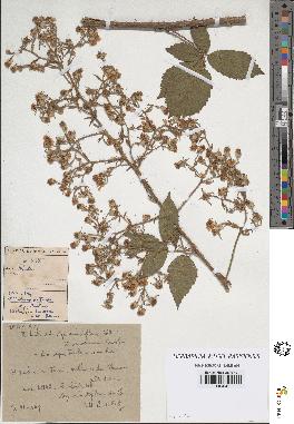 spécimen de Rubus hirtus