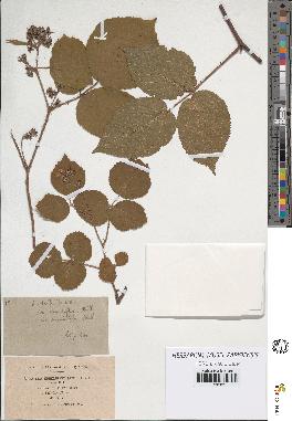 spécimen de Rubus hirtus