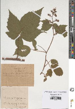 spécimen de Rubus hirtus