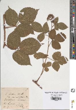 spécimen de Rubus hirtus