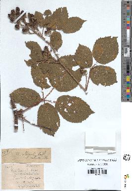 spécimen de Rubus villicaulis