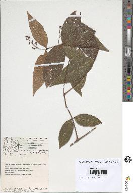 spécimen de Myrcia splendens