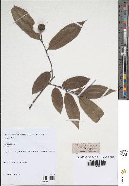 spécimen de Annona sp.