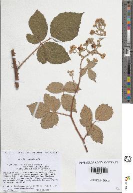 spécimen de Rubus tereticaulis
