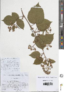 spécimen de Rubus tereticaulis