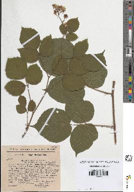 spécimen de Rubus tereticaulis