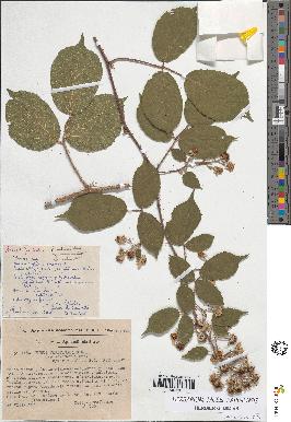 spécimen de Rubus tereticaulis