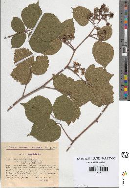 spécimen de Rubus tereticaulis
