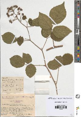spécimen de Rubus tereticaulis