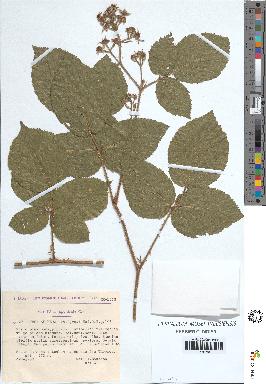 spécimen de Rubus rivularis