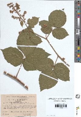 spécimen de Rubus rivularis