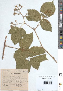 spécimen de Rubus rivularis