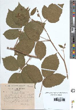 spécimen de Rubus rivularis