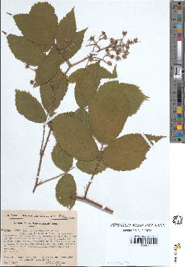 spécimen de Rubus rivularis