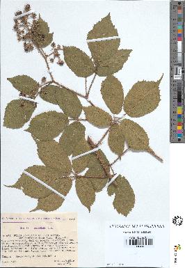 spécimen de Rubus rivularis