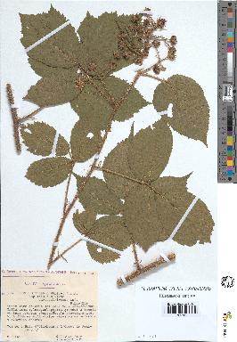 spécimen de Rubus rivularis