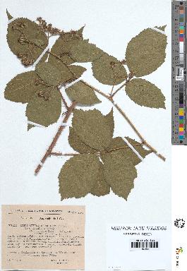 spécimen de Rubus rivularis