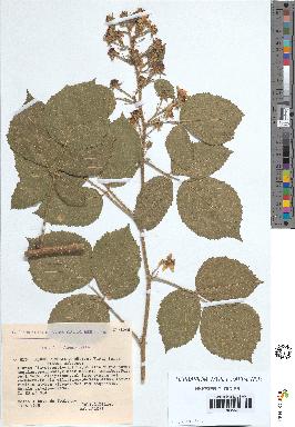 spécimen de Rubus rivularis