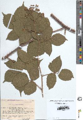 spécimen de Rubus rivularis