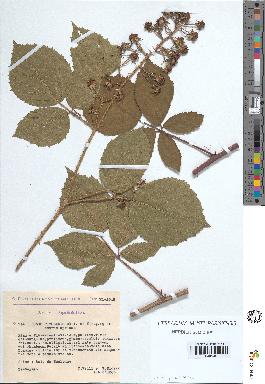 spécimen de Rubus rivularis