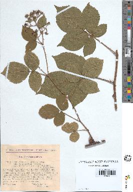 spécimen de Rubus rivularis