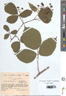 spécimen de Rubus rivularis