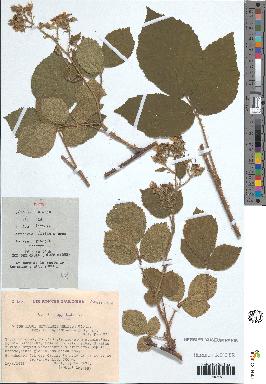 spécimen de Rubus rivularis