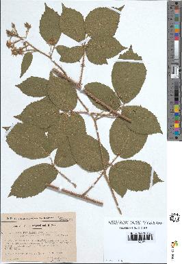 spécimen de Rubus rivularis