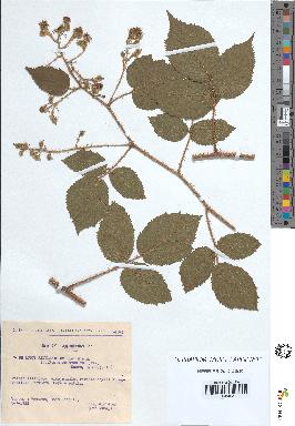 spécimen de Rubus rivularis