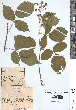 spécimen de Rubus rivularis