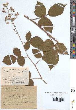 spécimen de Rubus vallisparsus